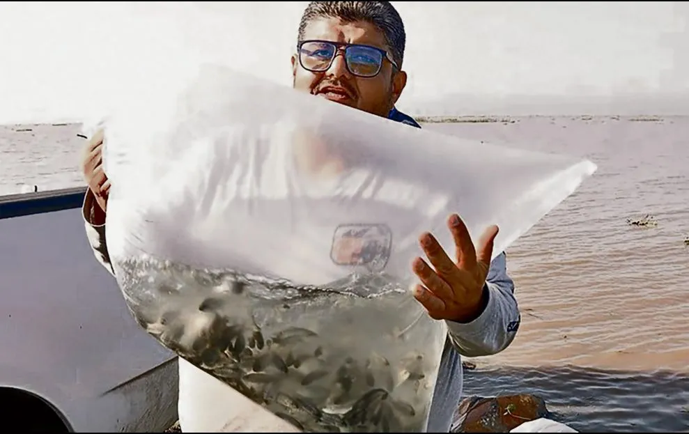 SADER siembra 210 mil crías de tilapia en el Lago de Chapala