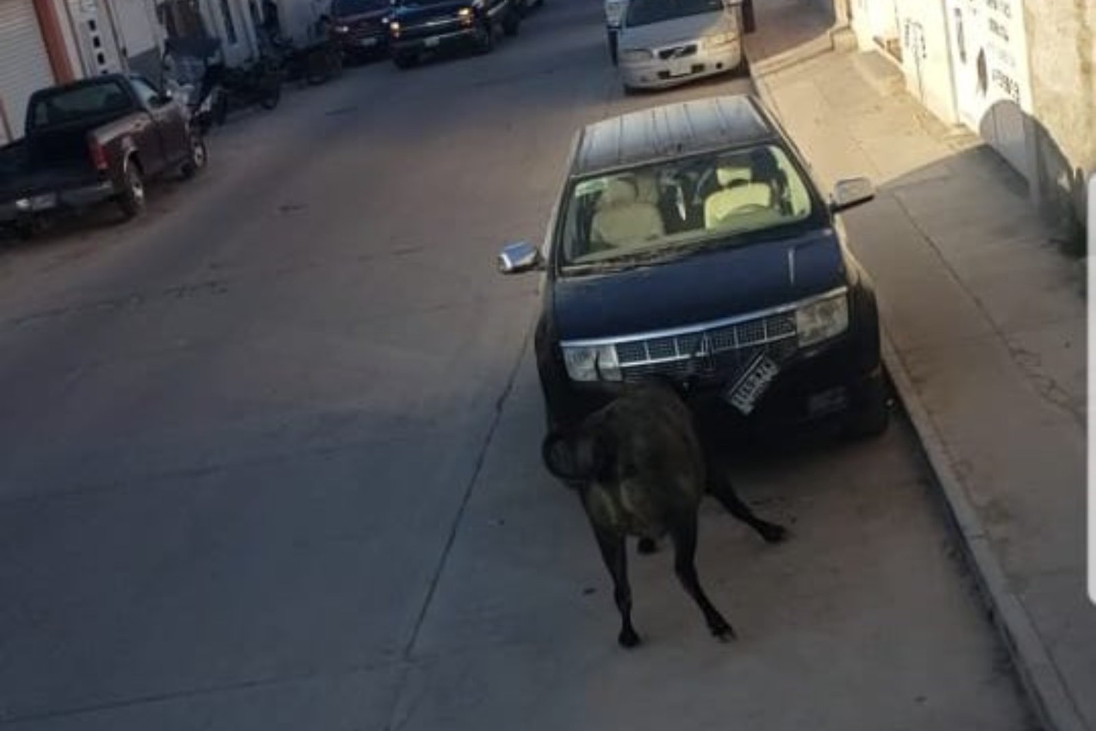 Tres toros provocan el caos y destrozos en San Felipe, Guanajuato