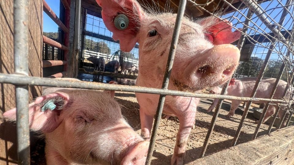 Taiwán confirma brote de peste porcina africana en ganado tras análisis en una granja