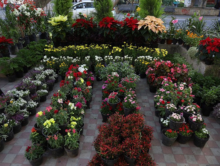 Festival de las Flores supera expectativas
