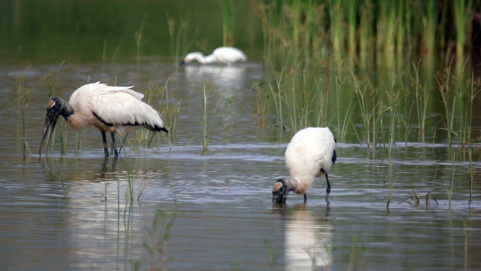 Especialistas alertan sobre la disminución de aves migratorias en el sur de Jalisco