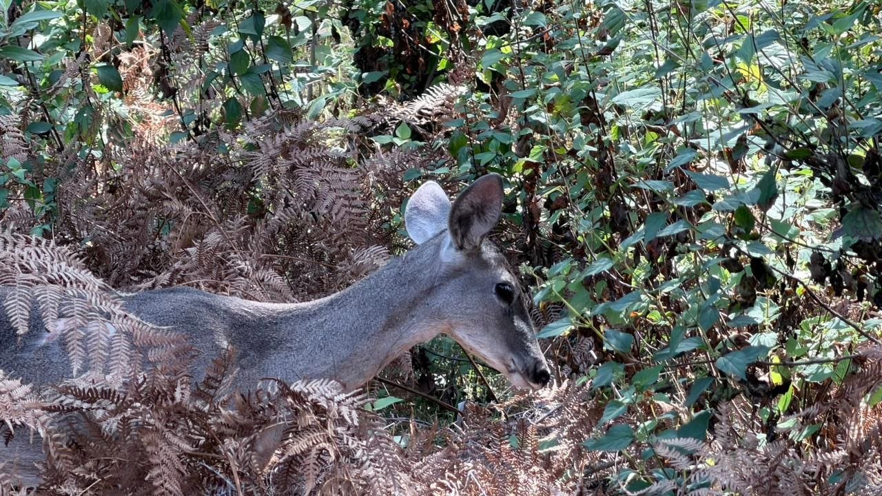Reintegran al bosque a venado cola blanca