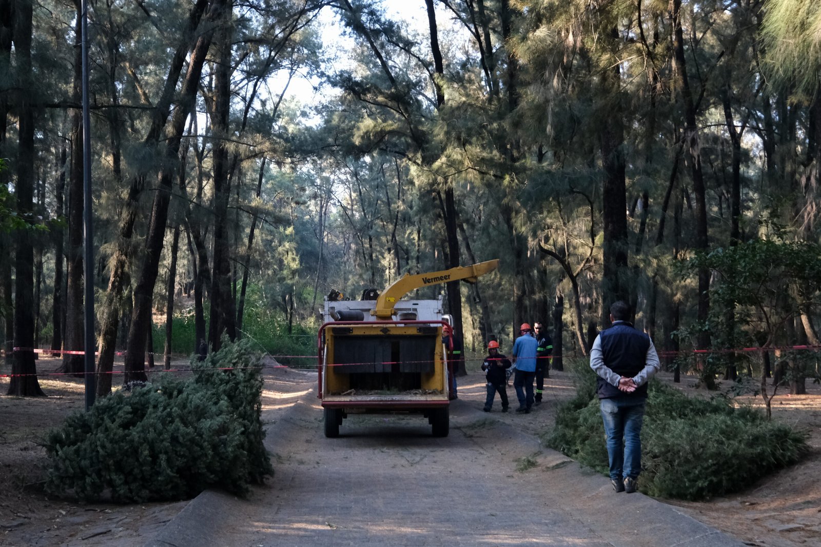 Invitan a reciclar árboles de Navidad para restaurar bosques urbanos