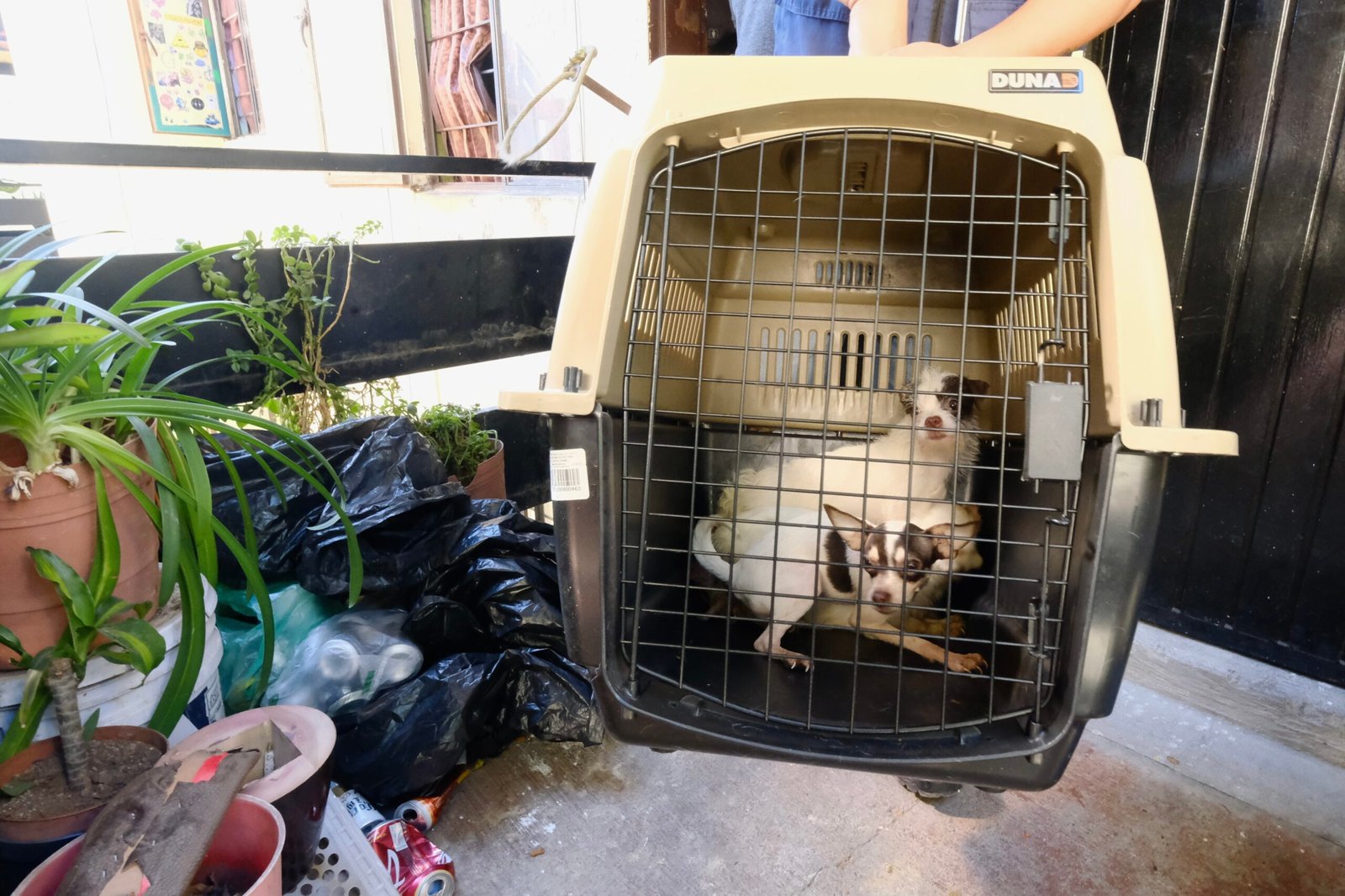 Rescatan 52 perros hacinados