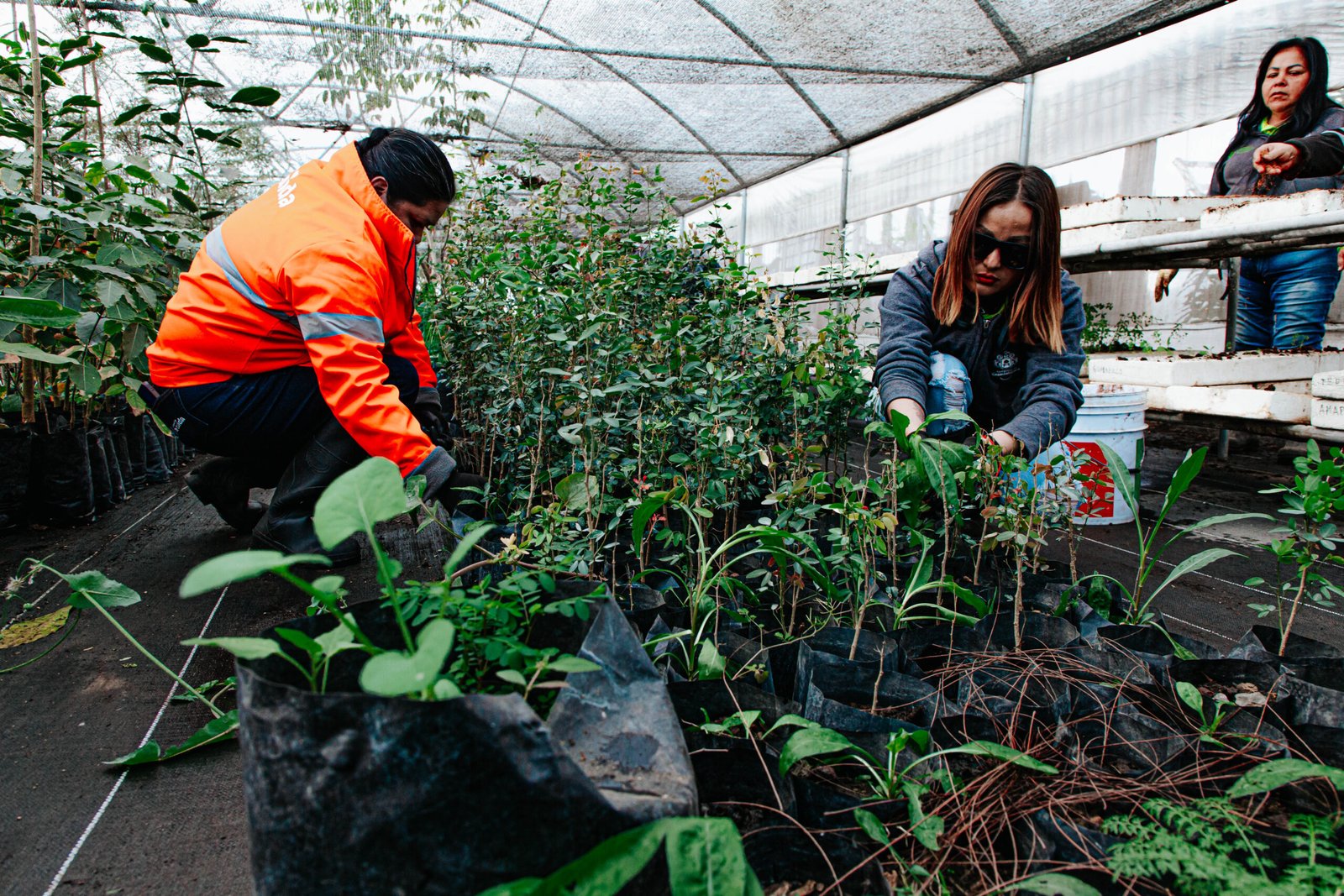 Guadalajara fortalece su arbolado urbano desde el Vivero Municipal
