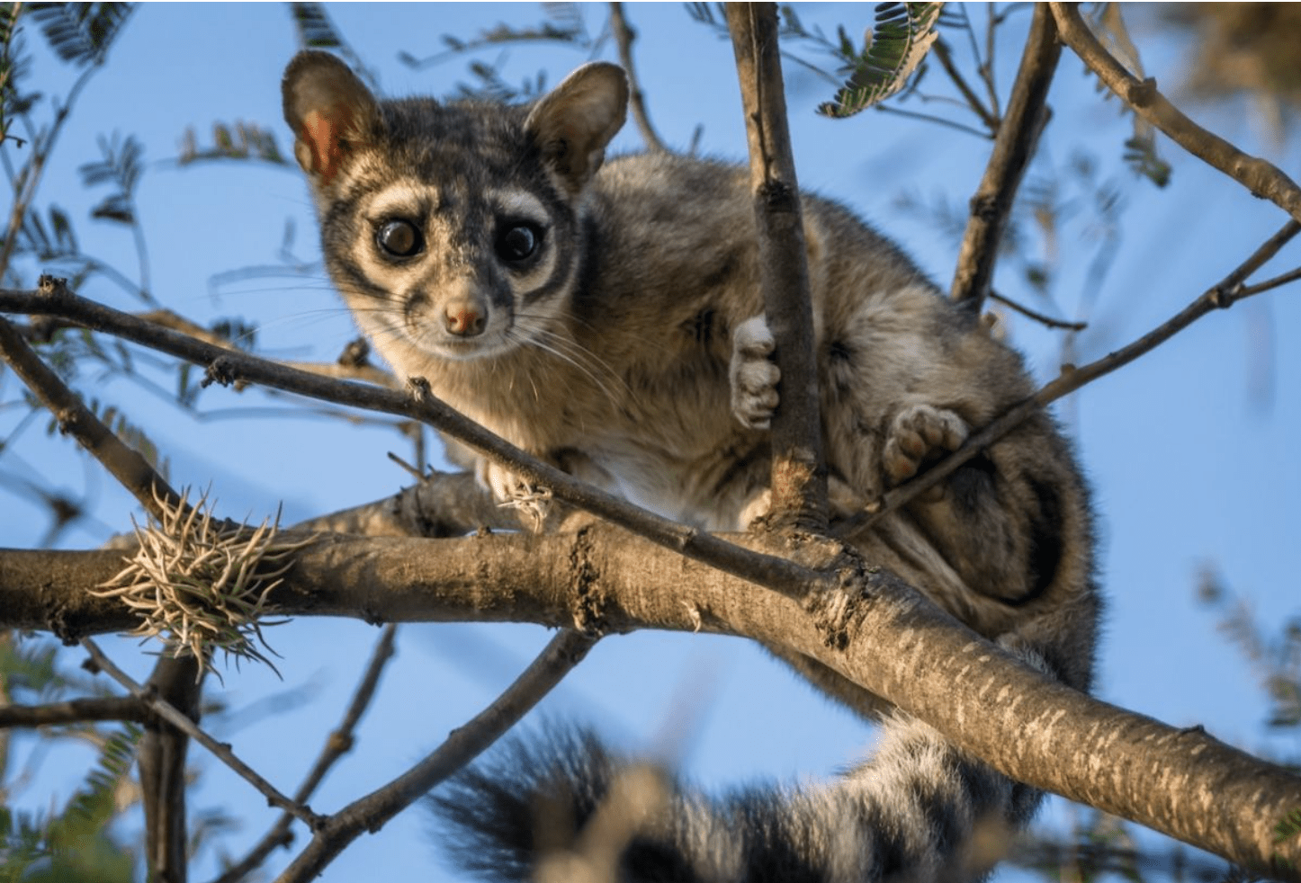 Rescatan y liberan a cacomixtle en Tlajomulco