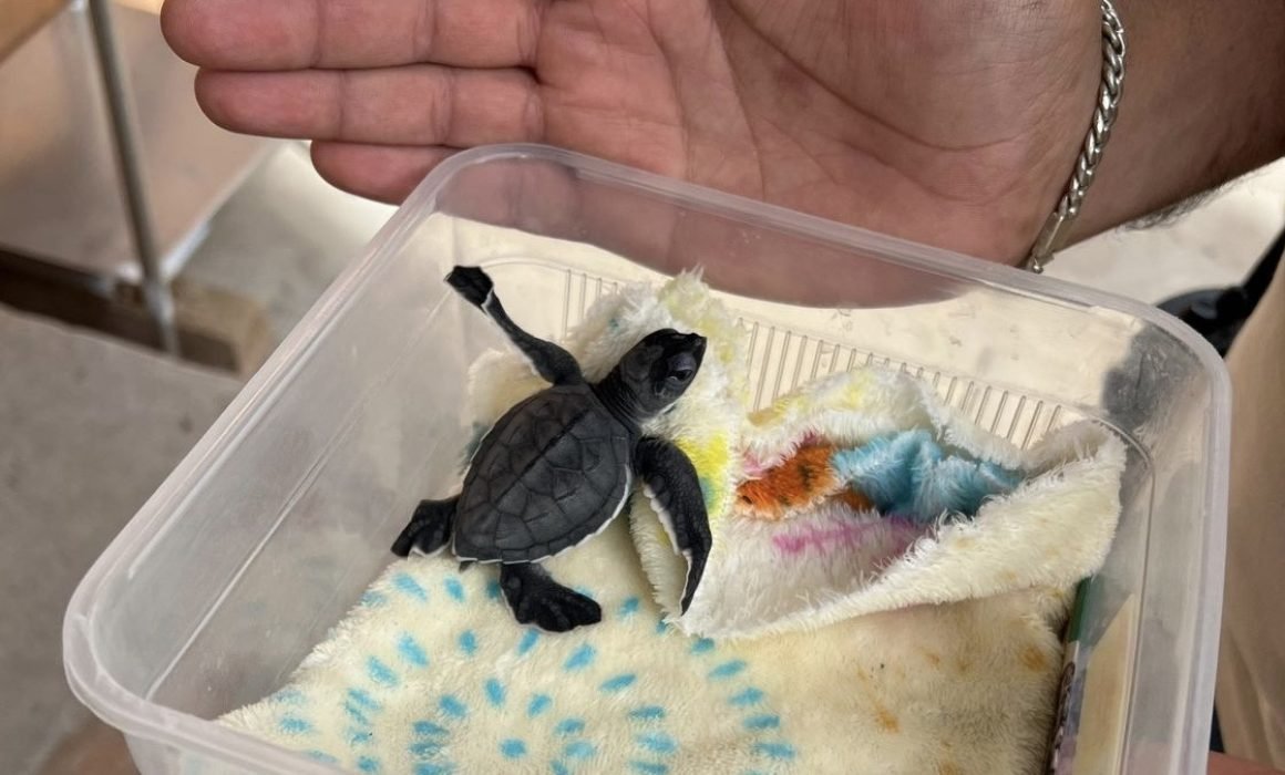 Tlajomulco rescata cría de tortuga marina