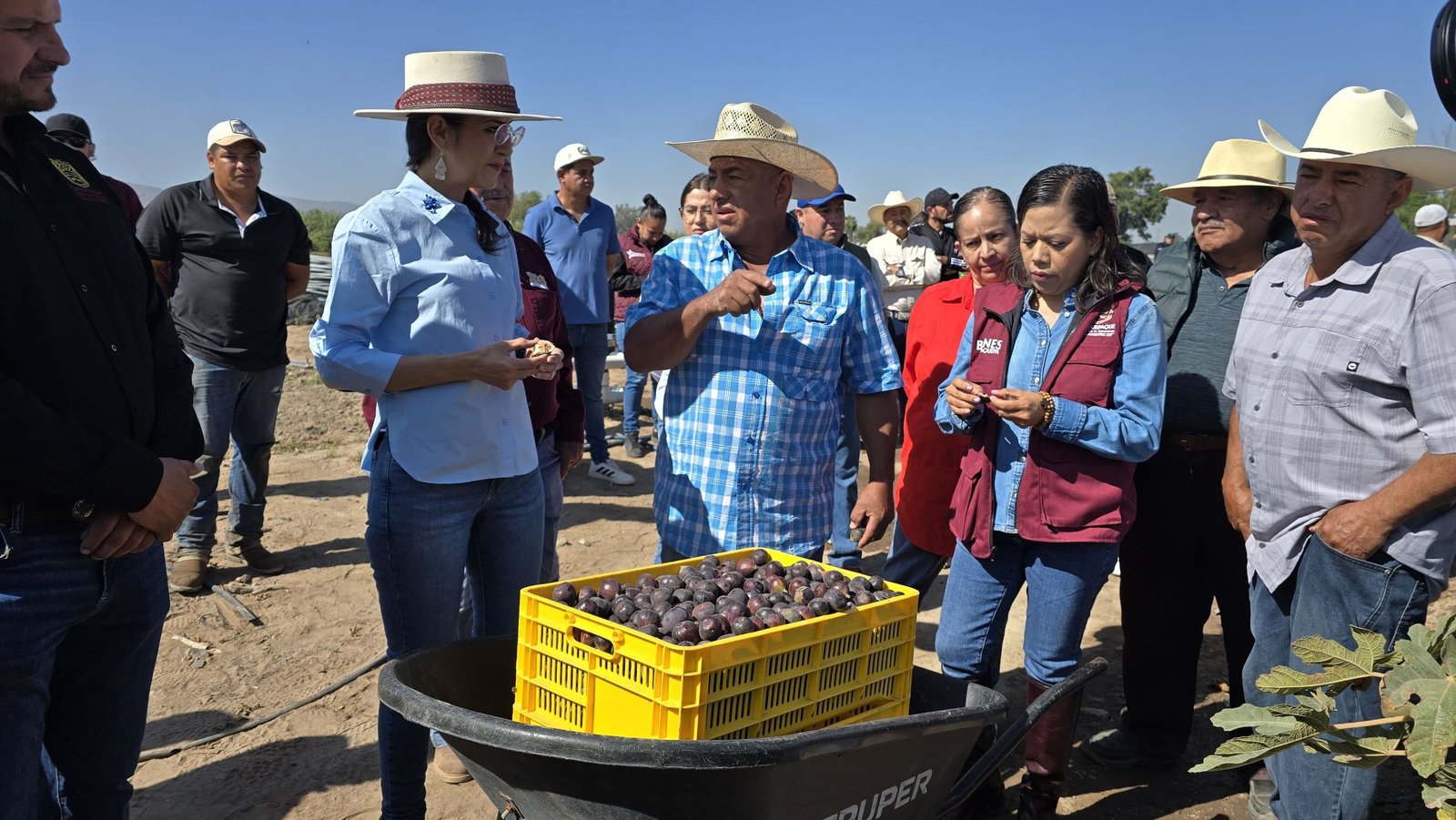 Laura Imelda impulsa apoyo a productores de higo 