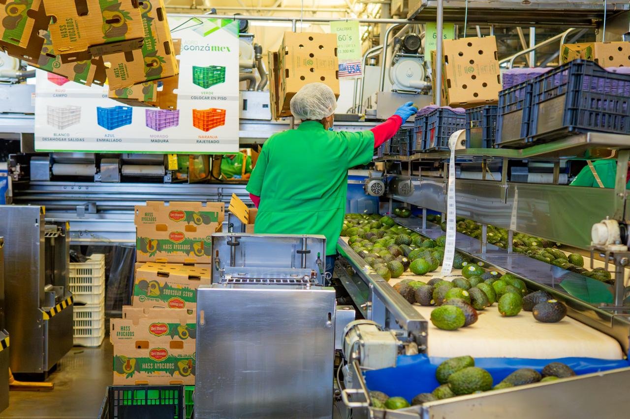 Jalisco exportará más de 4.3 millones de kilos de aguacate a EU
