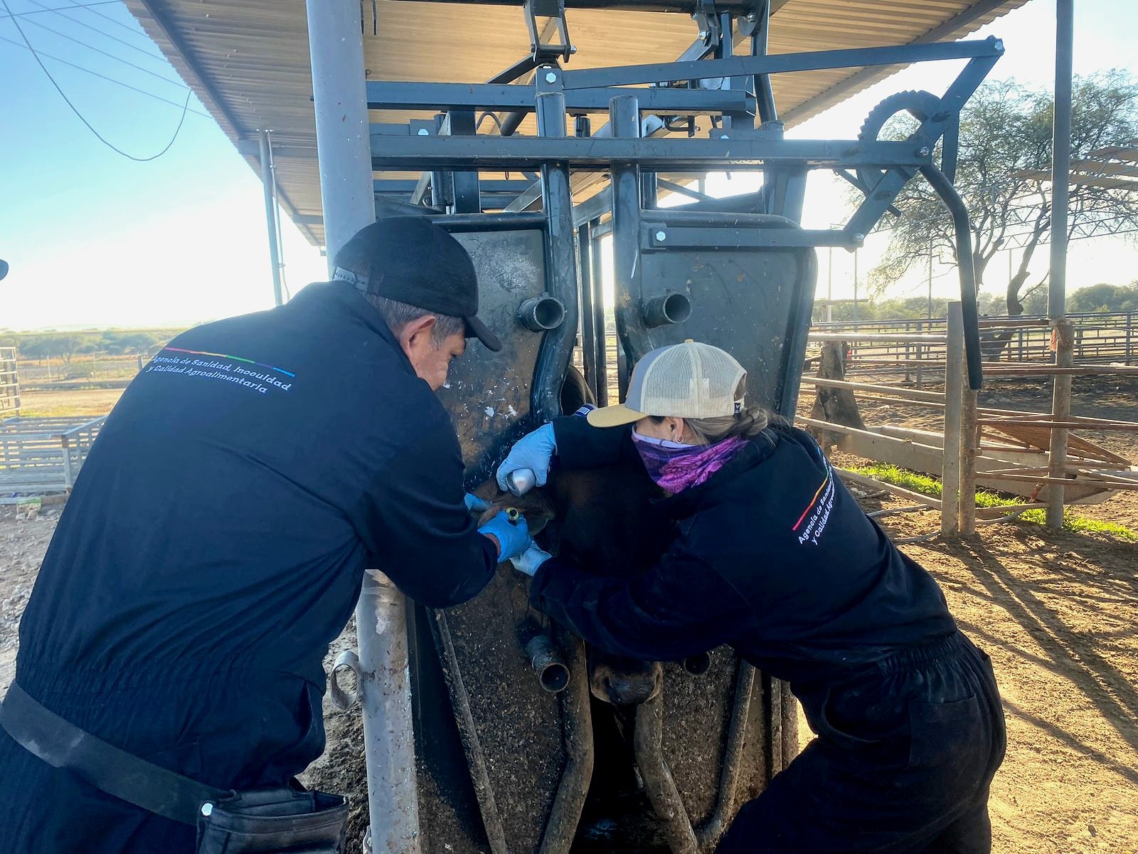 Controlan segundo caso de gusano barrenador 