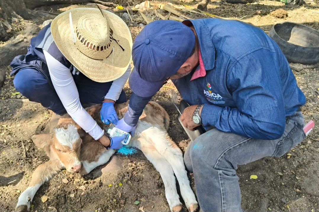 Confirman seis casos activos de gusano barrenador en Jalisco