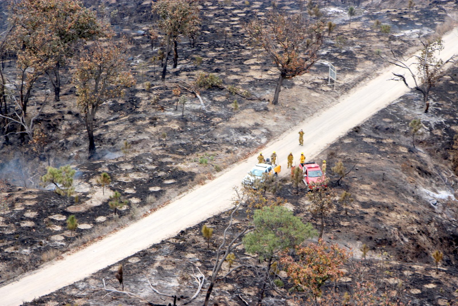 Tlajomulco evalúa fauna tras incendio en La Primavera