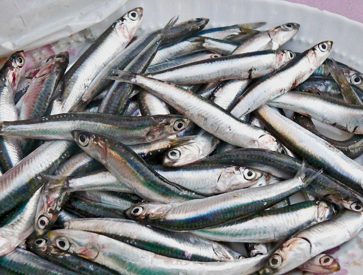 Conapesca define vedas y aprovechamientos de pesca