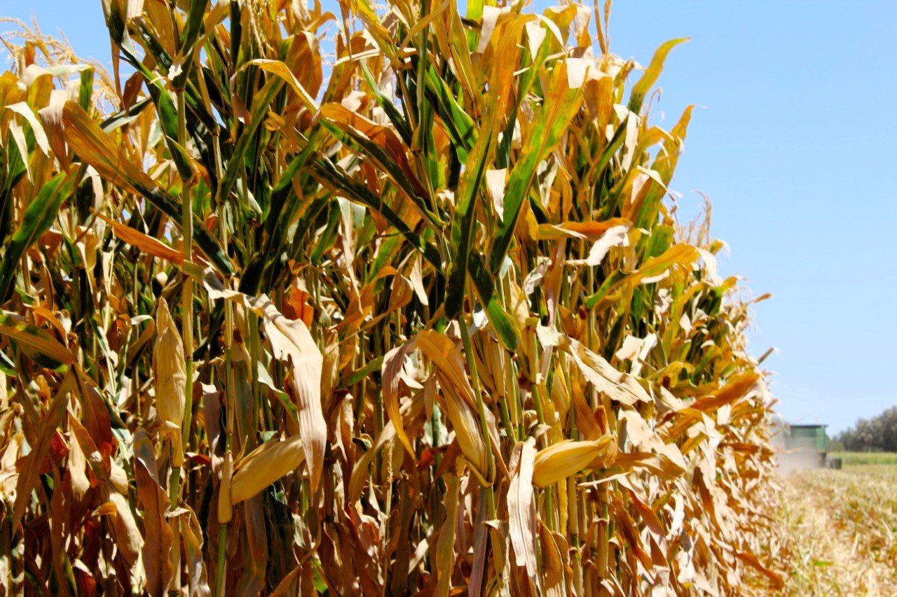 Inyectan 495 mdp al campo jalisciense con apoyo al maíz