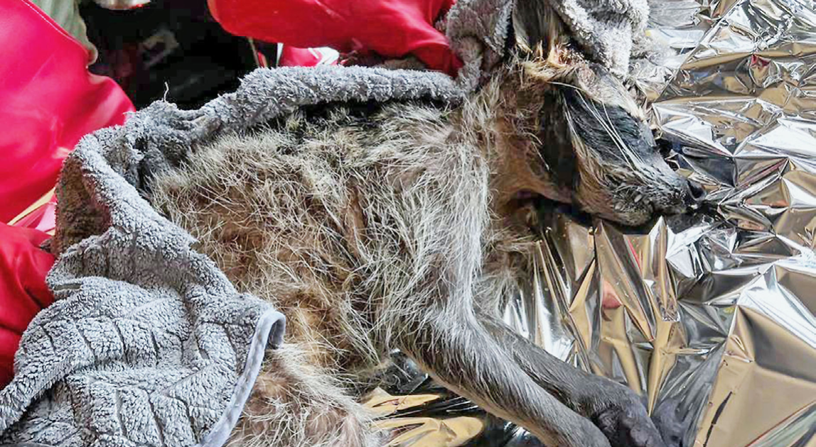 Rescatan a mapache atrapado en pozo de absorción