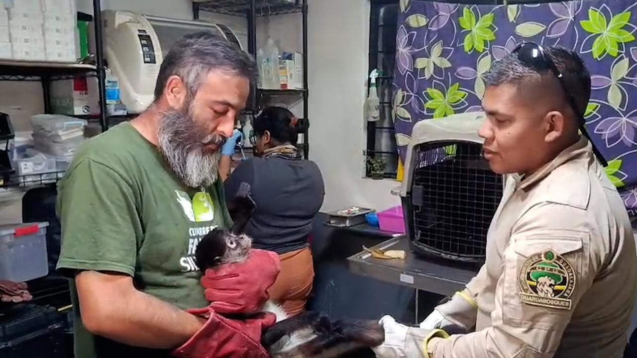 Atienden a mono araña tras descarga eléctrica 