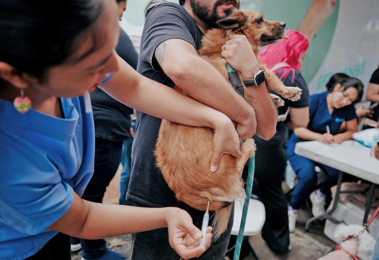 Guadalajara realizará jornada gratuita de bienestar animal