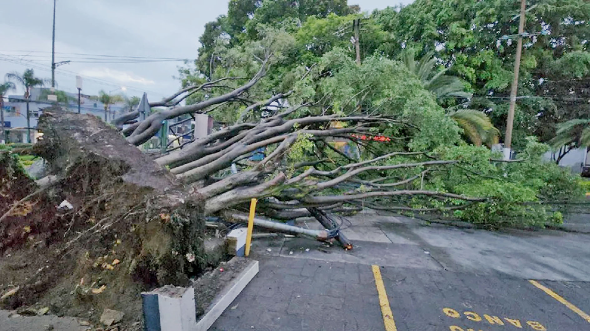 Zapopan inicia acciones preventivas en arbolado 