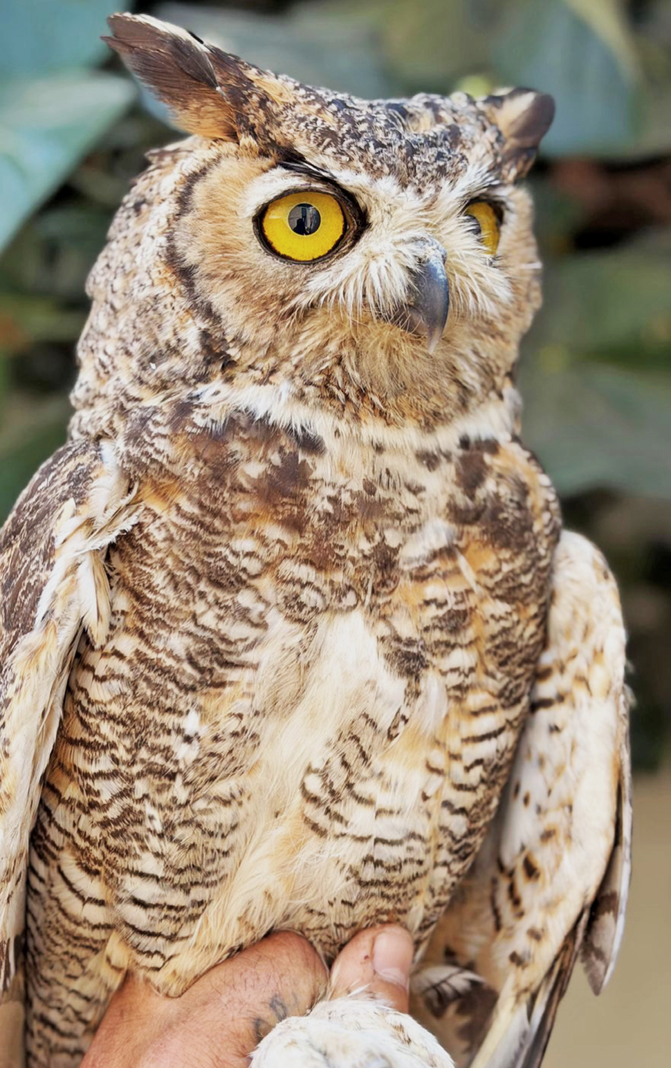 Tras recuperación, liberan a búho virginiano en Cerro Viejo