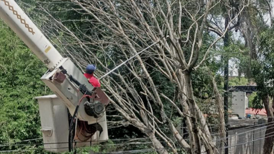 Tlaquepaque realiza más de 2 mil podas 