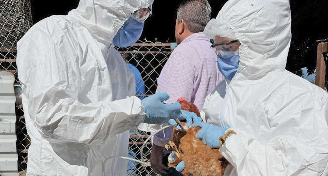 Aplican dosis contra brote de Newcastle