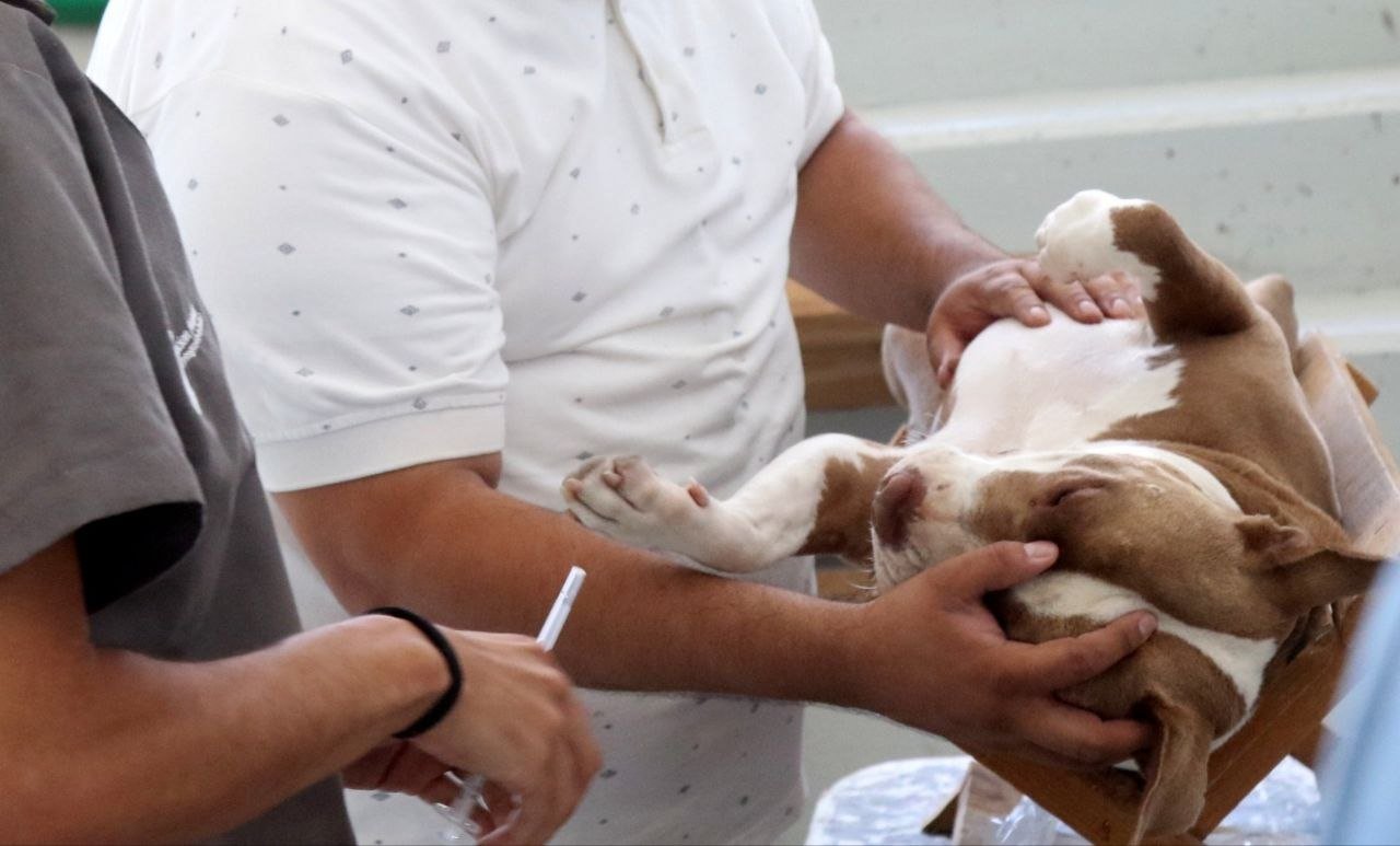 Tlajomulco llama a reforzar la tenencia responsable de mascotas