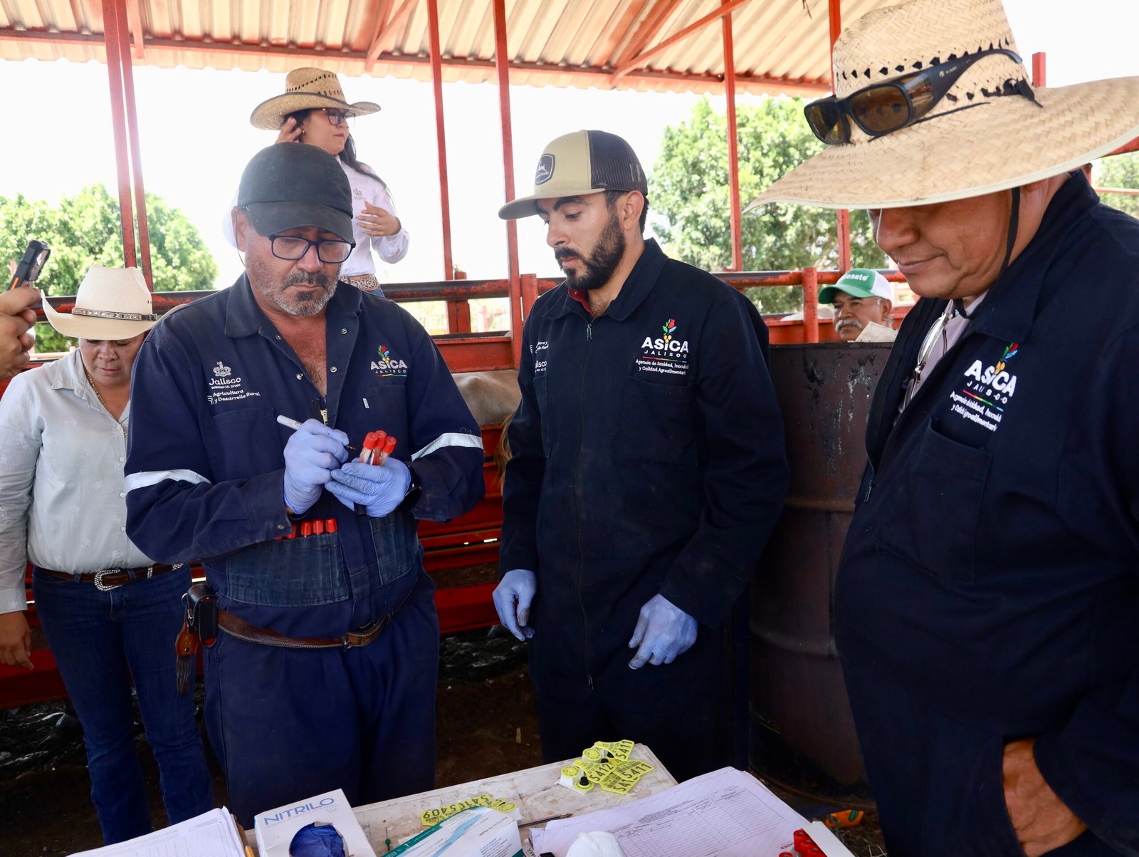 SADER inicia barrido contra enfermedades bovinas