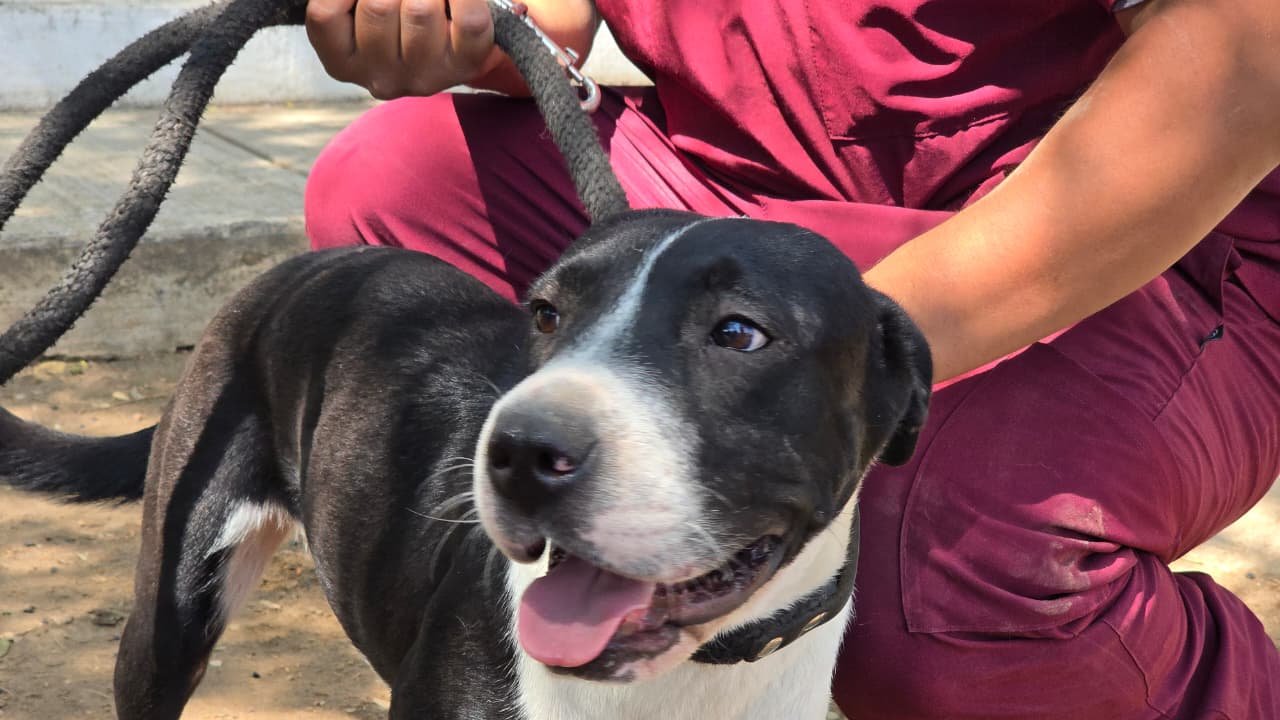 Impulsan en Tlaquepaque adopción responsable de mascotas