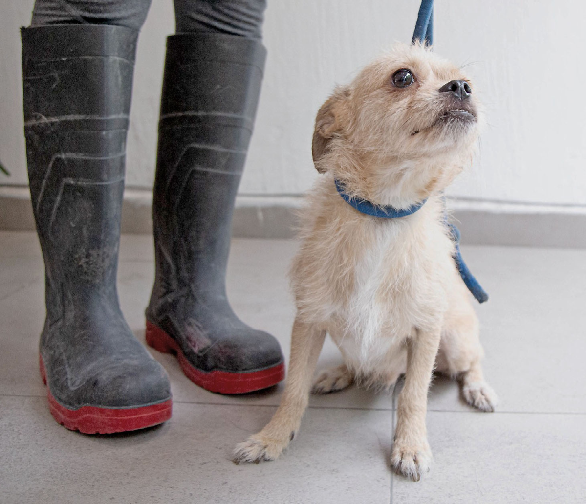 Concretan 179 adopciones de mascotas