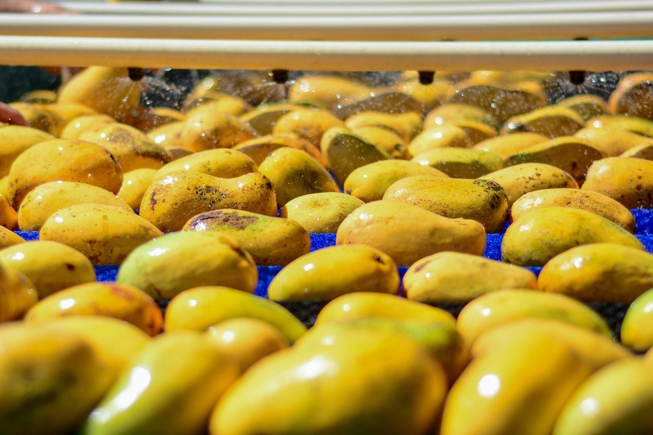 Arrancará en junio la Ruta del Mango en Guadalajara y Puerto Vallarta