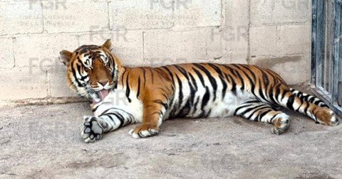Rancho en Durango: Decomisan animales y vehículos
