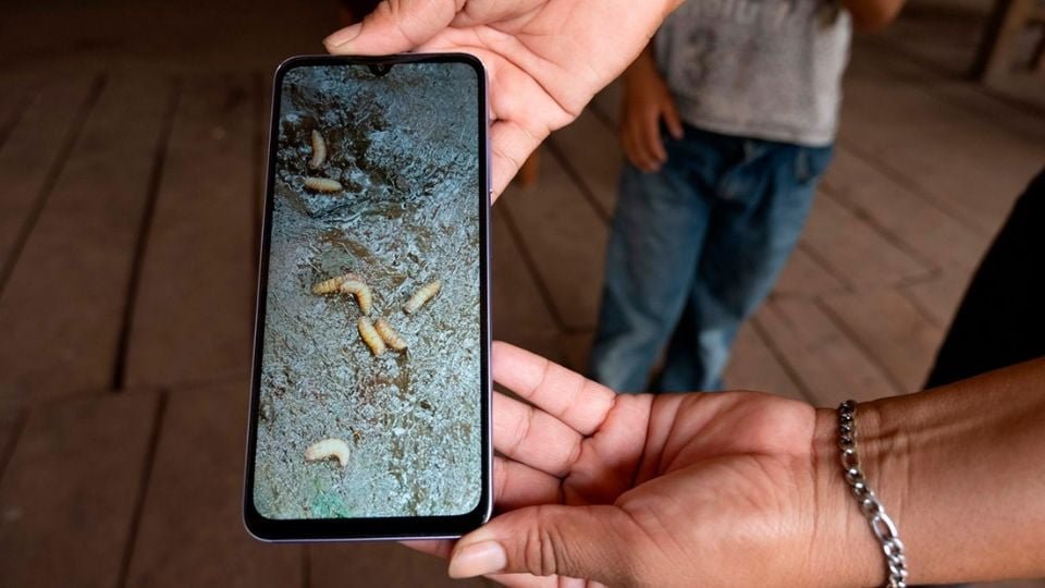 Guanajuato controla brote de miasis en adultos mayores