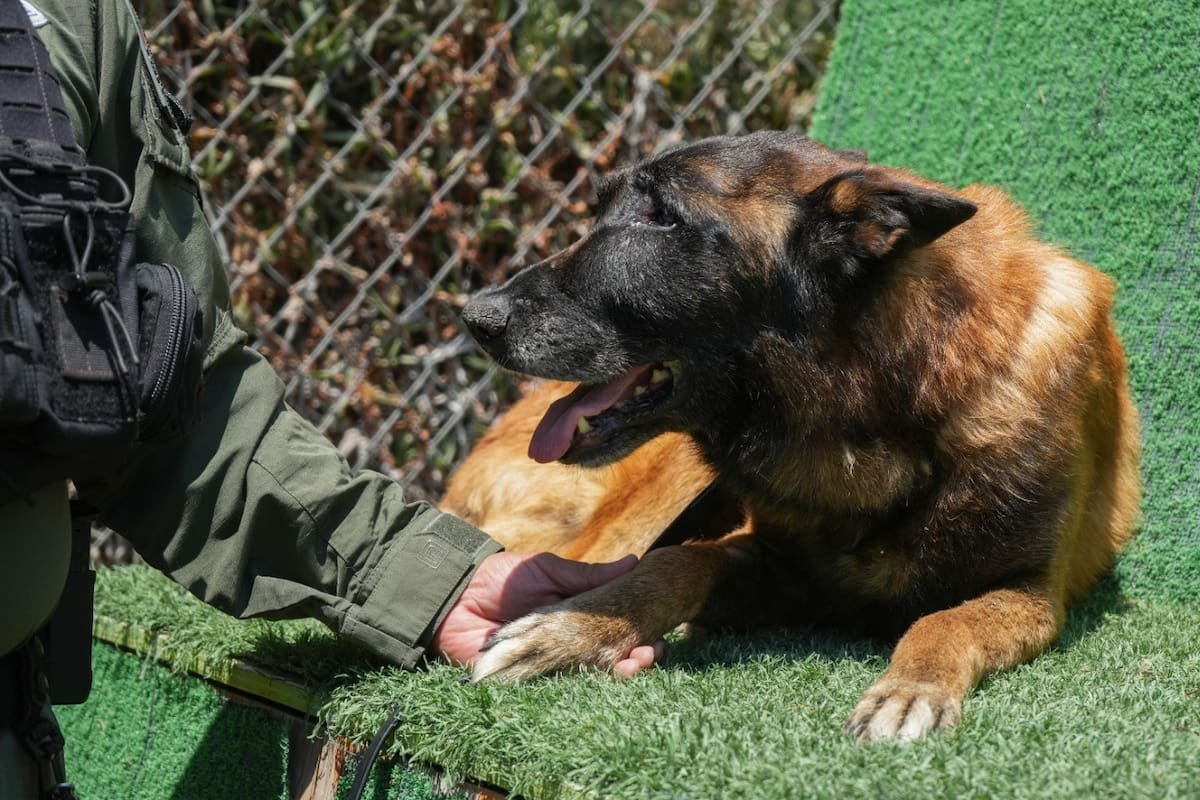 Adiós al Héroe Silencioso: Rambo, el Primer Can Antiexplosivos de Tijuana