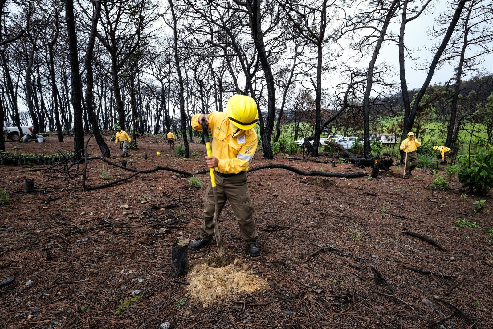 Ciudadanos reforestarán 41 hectáreas de La Primavera