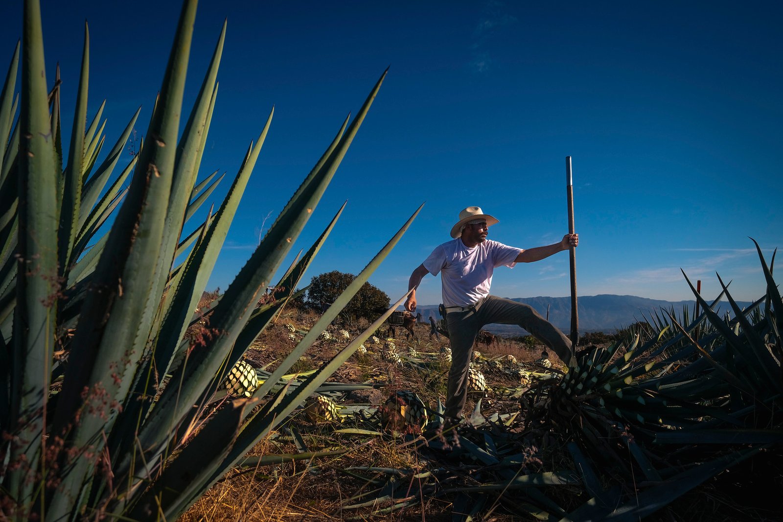 Llaman a proteger el Paisaje Agavero a 20 años de reconocimiento