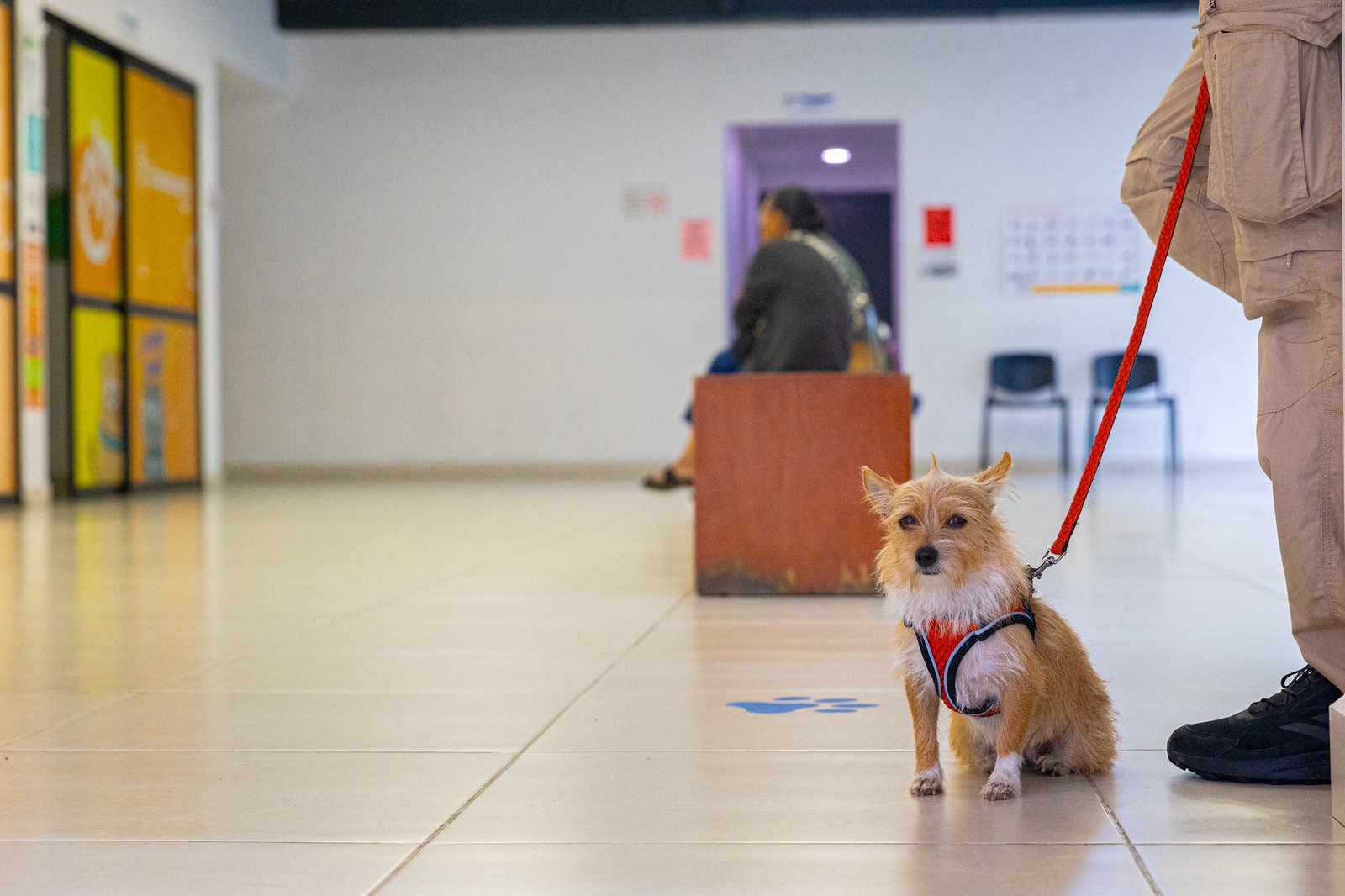 Alertan sobre riesgos para mascotas en vacaciones
