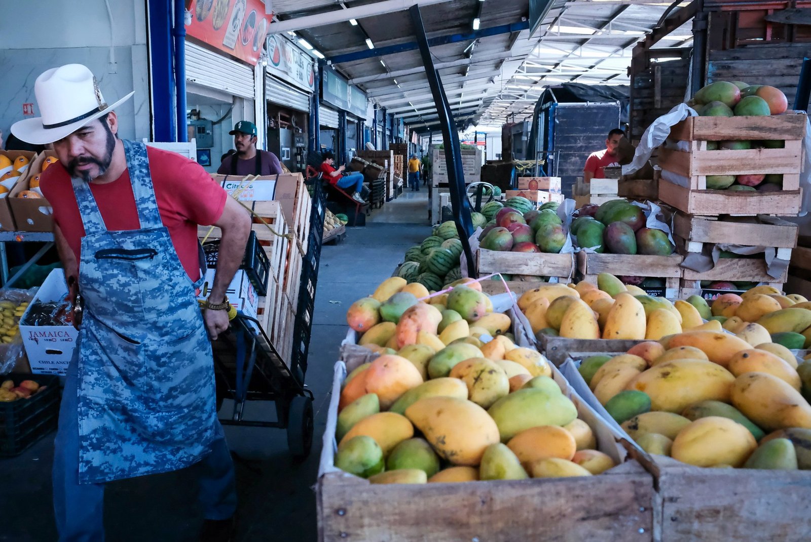 Jalisco inicia plan para combatir la mosca de la fruta en cultivos de mango