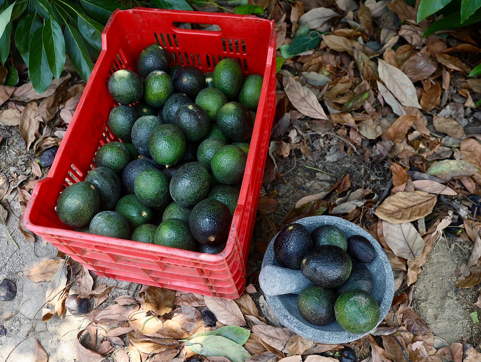 Preparan Congreso del Aguacate con miras a fortalecer exportaciones