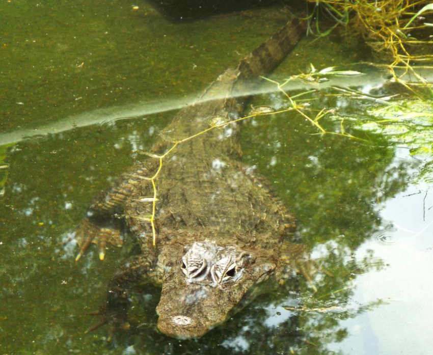 Mantiene UdeG investigación sobre cocodrilos en zonas costeras