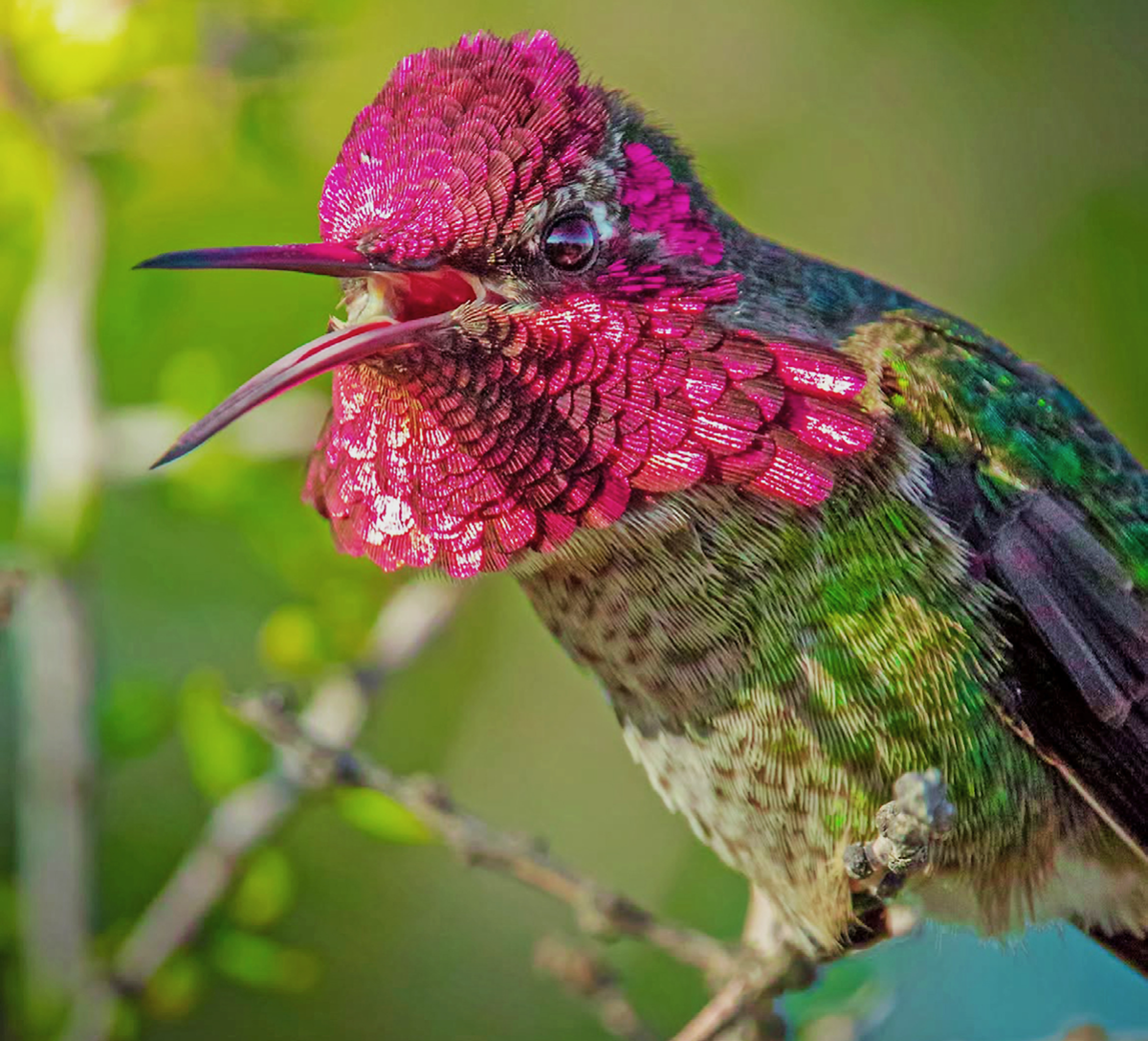 Registran por primera vez colibrí cabeza roja en Jalisco