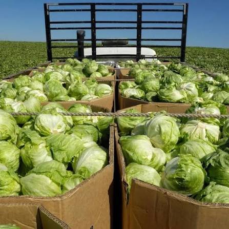 SIN RASTROS DE CYCLOSPORA EN TAYLOR FARMS