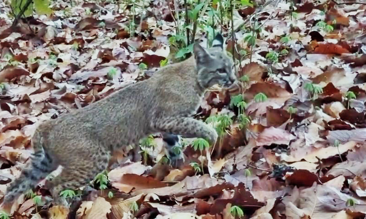 Regresa a su hábitat un lince tras recuperación en Tlajomulco