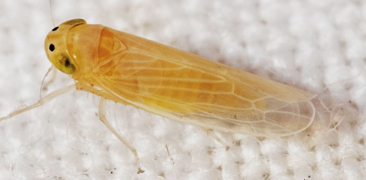 Microavispas, una alternativa contra la chicharrita del maíz