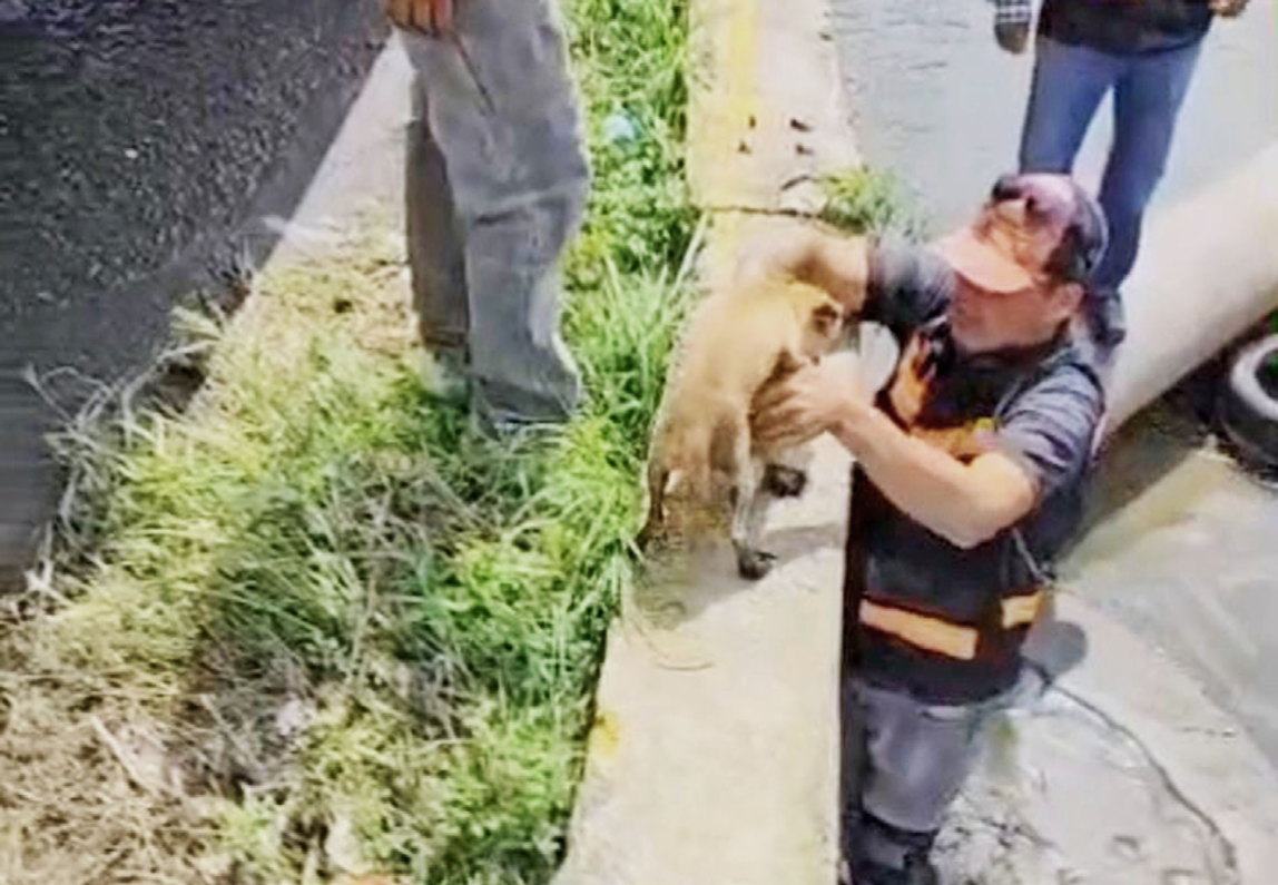 Rescatan perro atrapado en canal