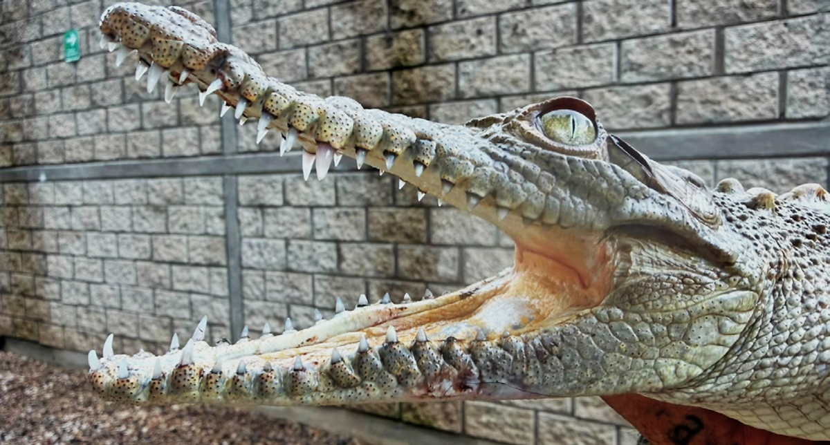 Resguarda URFST a cocodrilo localizado en Tonalá