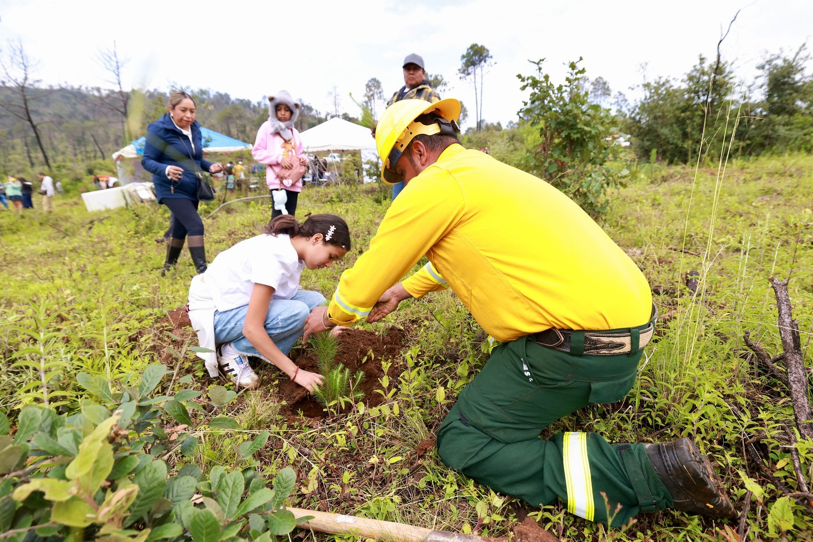 Planta Jalisco 10 mil árboles en zona afectada por incendios