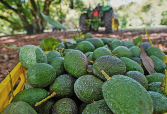 Refuerzan seguridad en zonas aguacateras de Michoacán