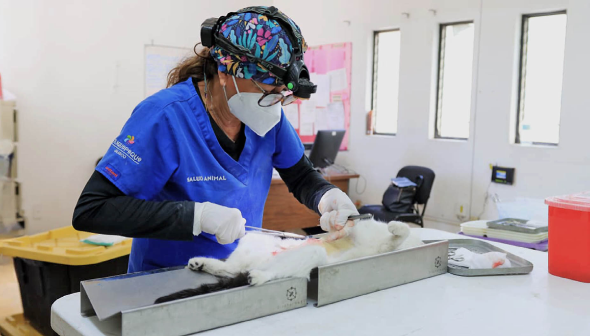 Suman más de 5 mil esterilizaciones 