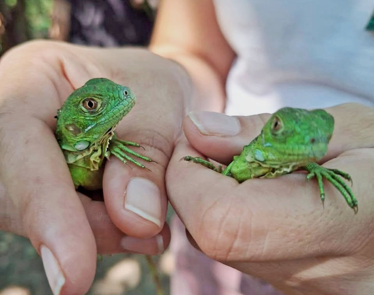 Liberan crías de iguana por aniversario de El Salado