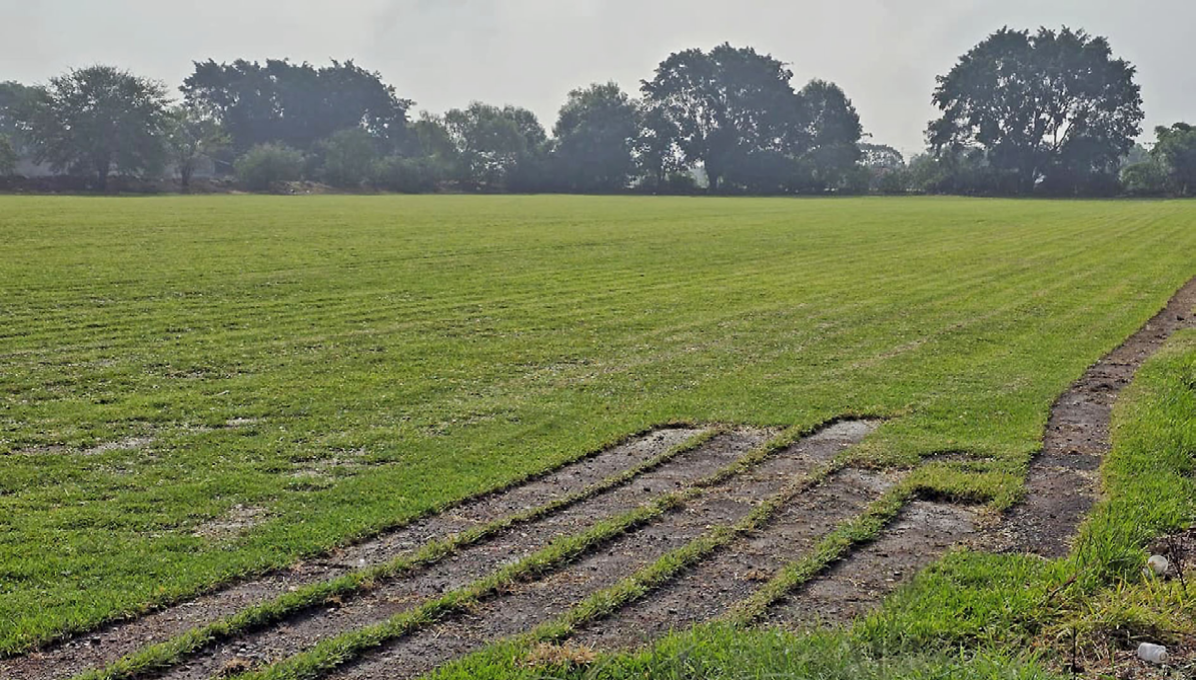 Tlaquepaque lidera producción nacional de pasto